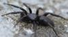 Zelotes sp.
